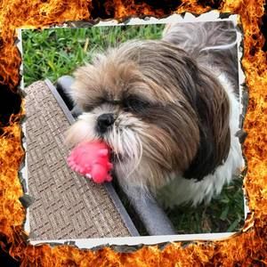 Meet your Posher, Randy